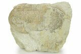 Bargain, Illaenus Dalmani Trilobite Fossil - Russia #363085-1